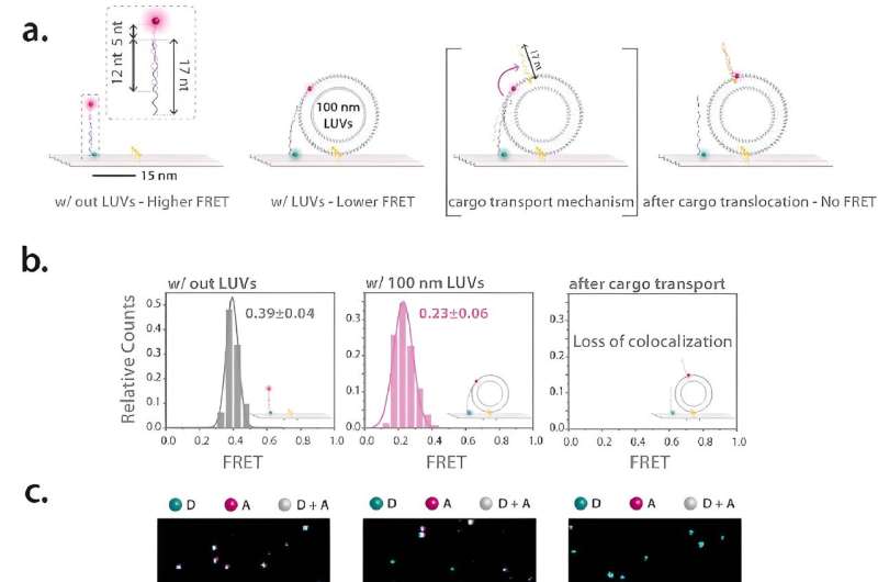 Researchers show how DNA origami and fluorescent probes can precisely  release molecular cargo