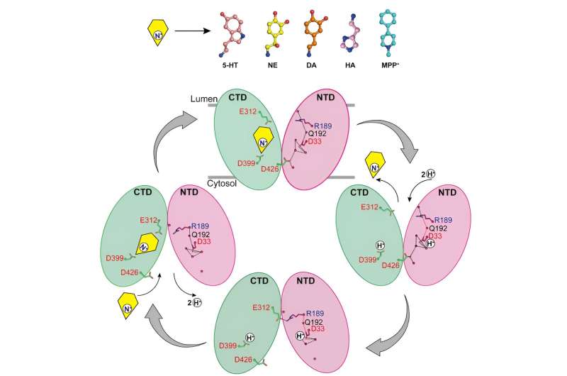 Scientists elucidate substrate recognition and proton coupling mechanism of VMAT2