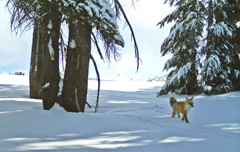 In this Dec. 13, 2014. file photo provided by the National Park Service from a motion-sensitive camera, a Sierra Nevada red fox walks in Yosemite National Park, Calif. The U.S. Fish and Wildlife Service announced Monday, Aug. 2, 2021, that it will list the red fox as an endangered species, estimating its population now totals fewer than 40 individuals in an area of California stretching from just south of Lake Tahoe to south of Yosemite National Park. Credit: National Park Service via AP, File Sierra Nevada red fox to be listed as federally endangered