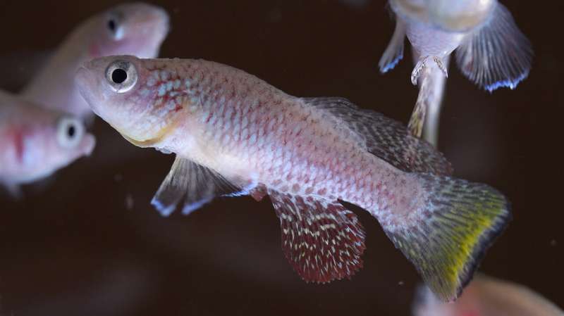 Stowers scientists uncover a critical component that helps killifish regenerate their fins