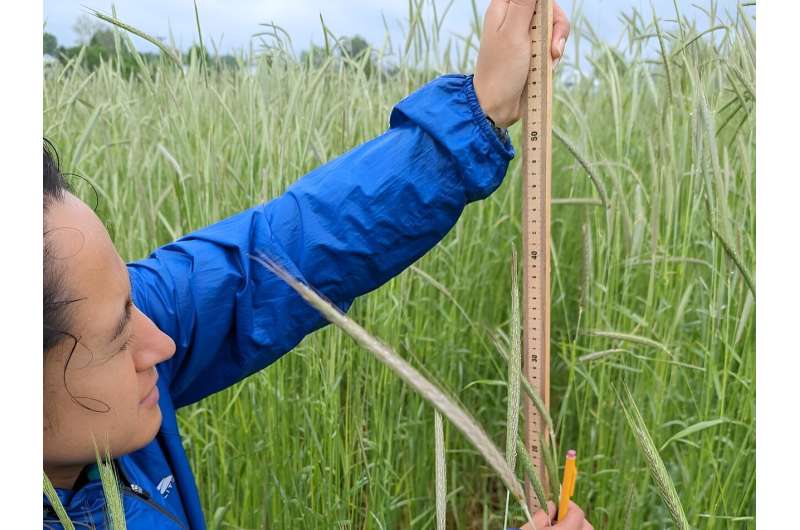 Credit: Hanna Poffenbarger (College of Agriculture, Food and Environment) Study highlights the benefits of mixing cover crops