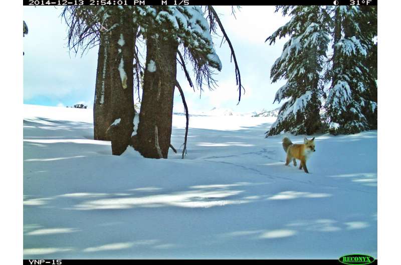 Sierra Nevada red fox. Credit: National Park Service Study provides foundation for protecting rare fox in Cascades, Sierra Nevada