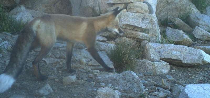 Sierra Nevada red fox. Credit: National Park Service Study provides foundation for protecting rare fox in Cascades, Sierra Nevada