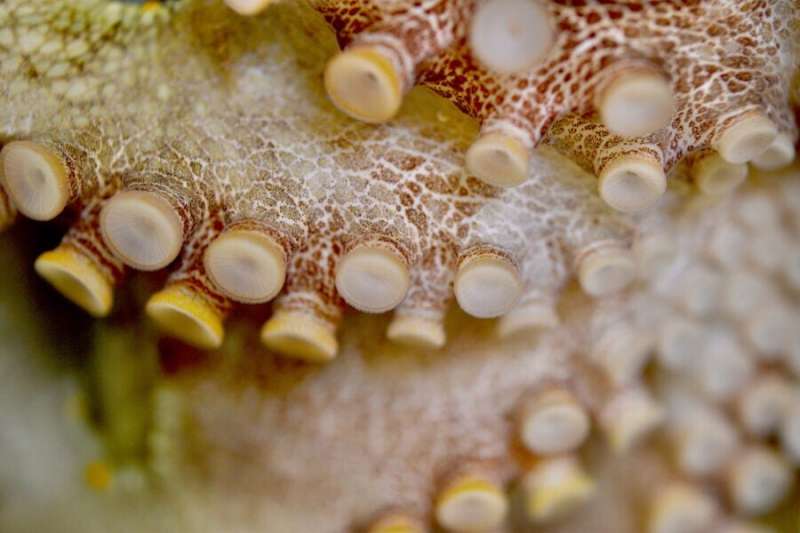 Octopus use their arms for "taste by touch," explained senior investigator Nicholas Bellono. Credit: Anik Grearson Taking a lesson in evolutionary adaptation from octopus, squid