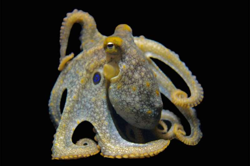 Credit: Anik Grearson Taking a lesson in evolutionary adaptation from octopus, squid