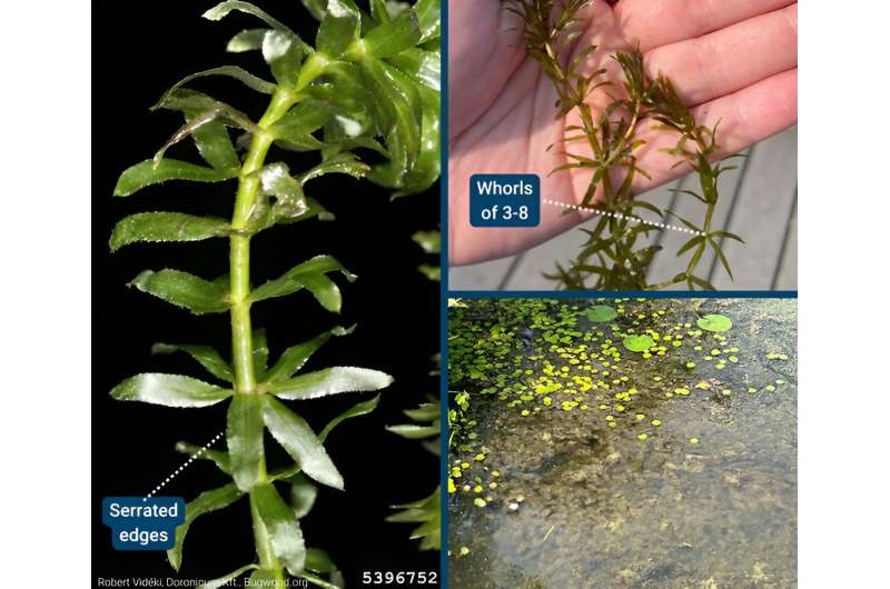 Credit: University of Waterloo Team is first to find an invasive plant in Canada