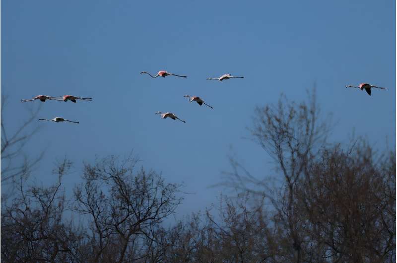 The area is considered a Garden of Eden for migratory birds -- but year on year, their numbers are plummeting, experts say