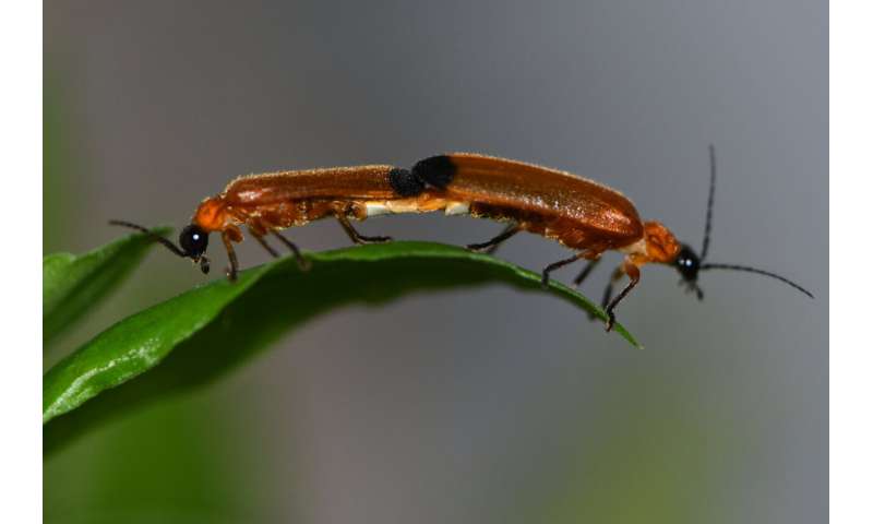 The evolution of firefly lights