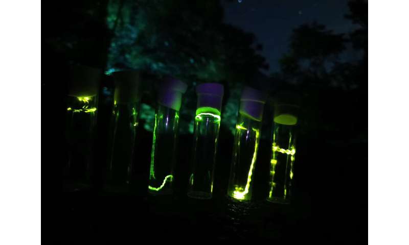 The evolution of firefly lights