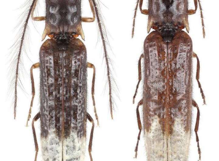 Male (left) and female (right) specimens of the newly described species and genus Sinopyrophorus schimmeli. Credit: Mr Wen-Xuan Bi The first bioluminescent click beetle discovered in Asia represents a new subfamily