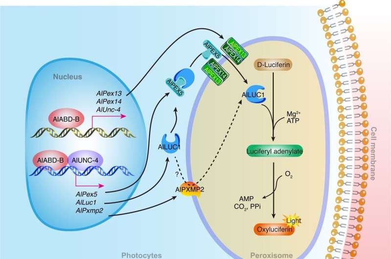 Transcription factors that regulate development of light organs and bioluminescence in firefly identified