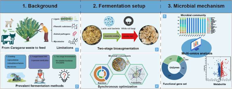 Chinese Academy of Sciences Develops a Two-Stage Fermentation Process for Sustainable Animal Feed Production. Credit: Laboratory of Biorefinery, Shanghai Advanced Research Institute Transforming caragana waste into nutritious ruminant feed: A scientific breakthrough