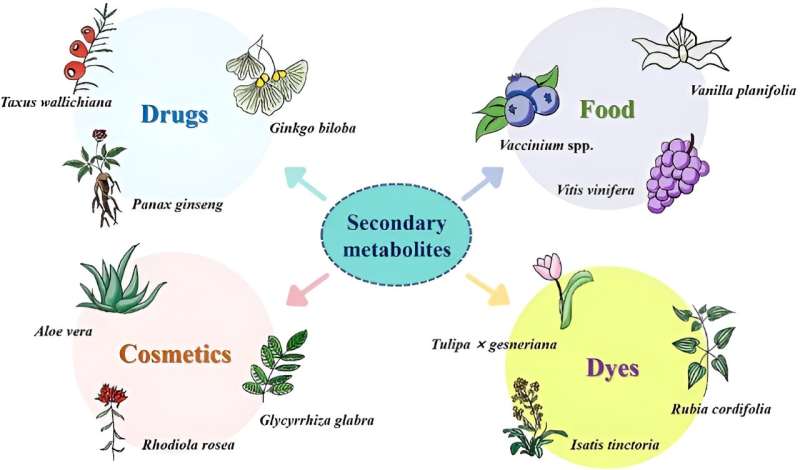 Unlocking plant potential: Regulating nature's chemical wealth through splicing