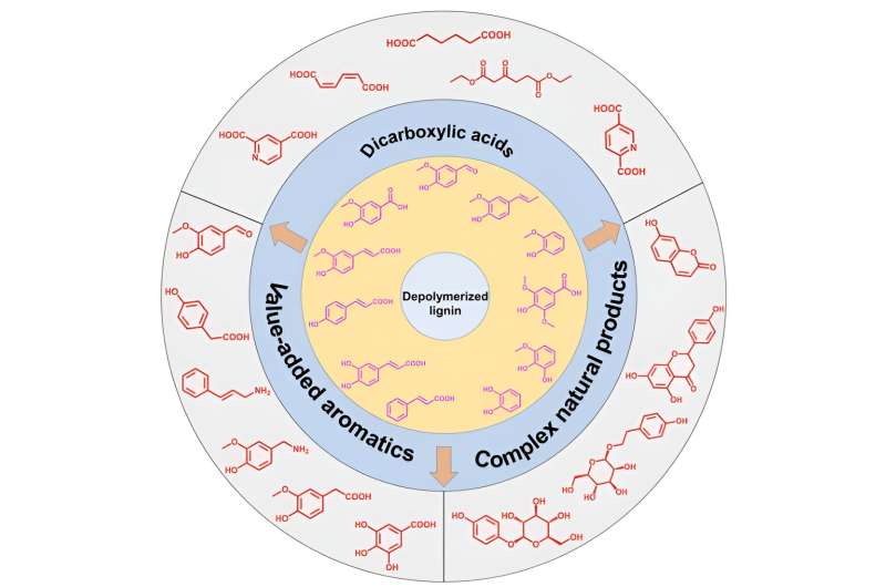 Valorization of depolymerized lignin using microorganisms